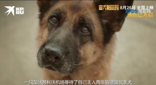 真狗真事真感情！《忠犬帕尔玛》上映 温暖治愈